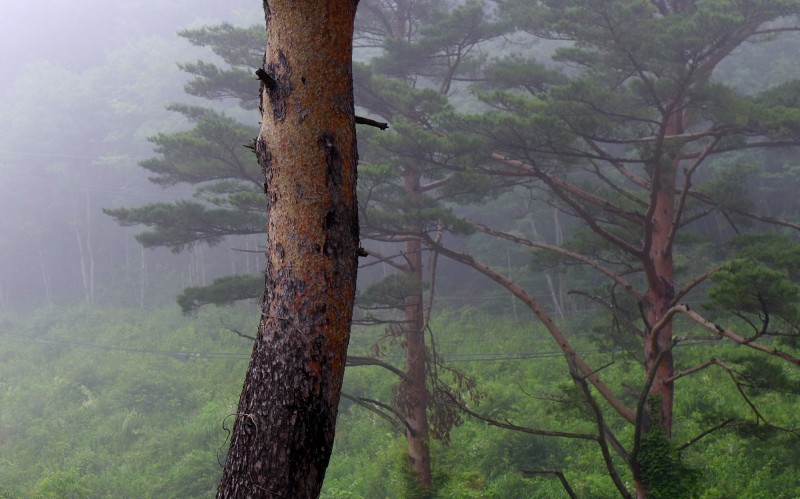 Hartmut Landauer,art,Koumi,Japan,artist in residence